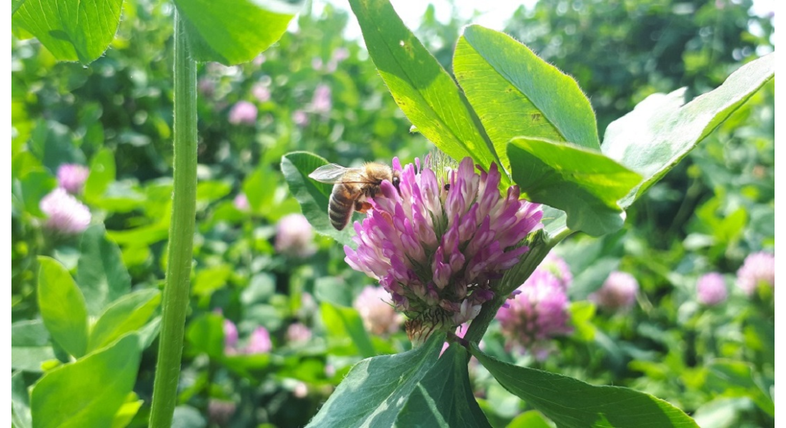 Nowość! koniczyna PASIEKA specjalnie dla pszczół